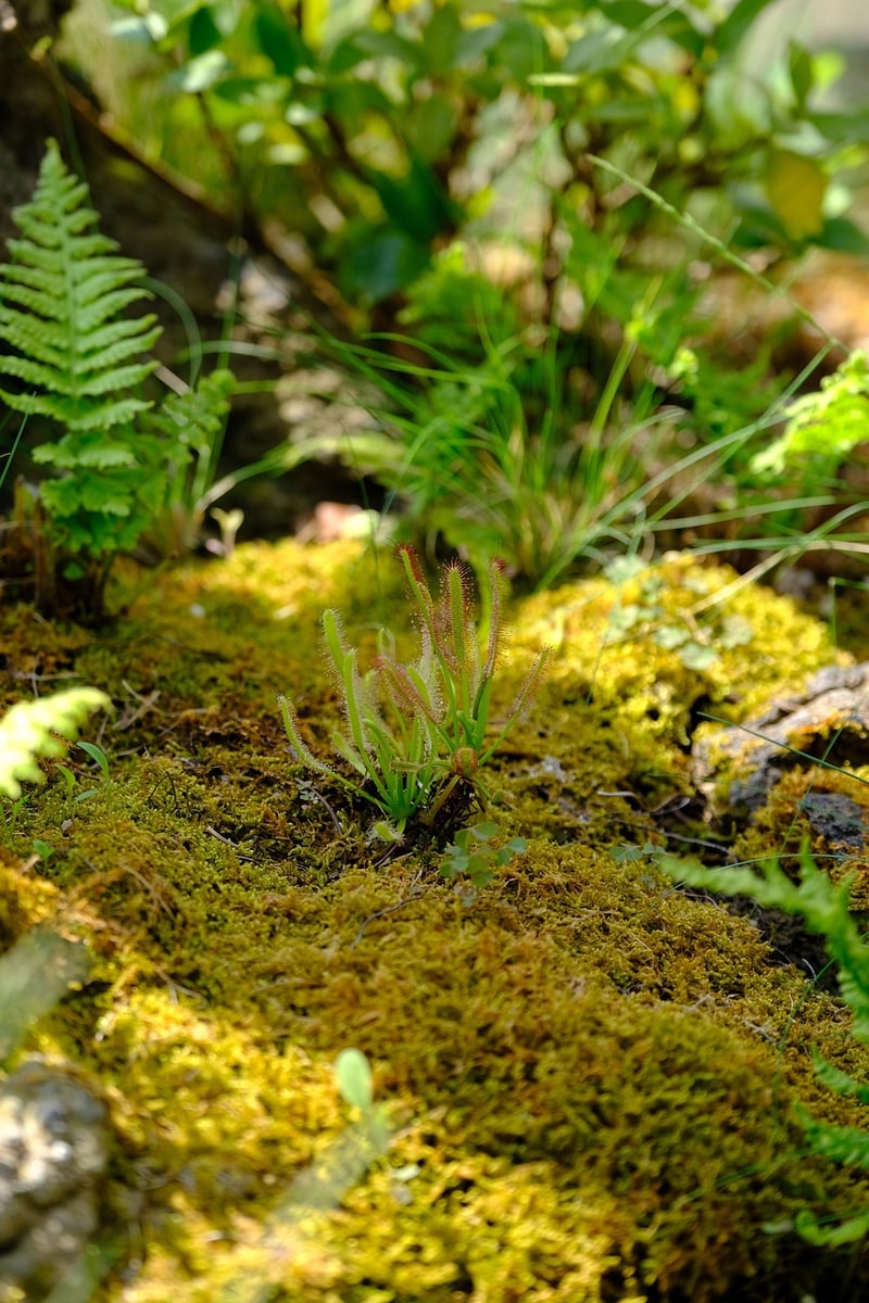 Handmade Terrariums